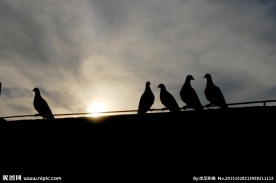 鸽子剪影