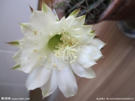仙人球花