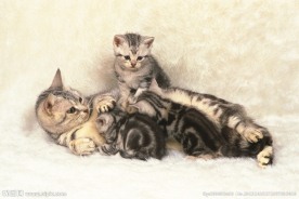 宠物猫图片素材下载