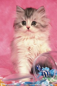 宠物猫图片素材下载