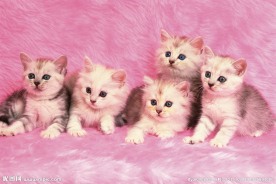 宠物猫图片素材下载