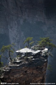 山峰顶的松树