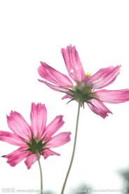 波斯菊