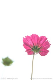 波斯菊