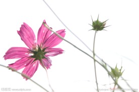 波斯菊