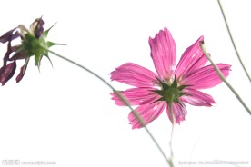 波斯菊