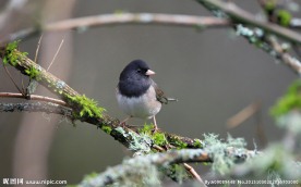 高清小鸟素材下载