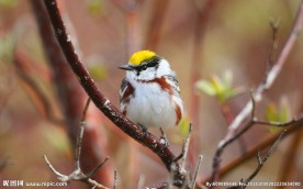 高清小鸟素材下载