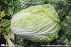 大白菜