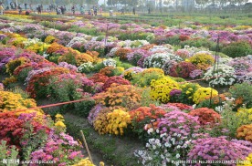 菊花展