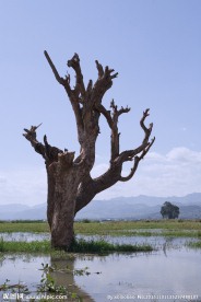 茵莱湖