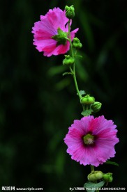 蜀葵