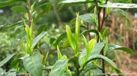 新茶嫩芽