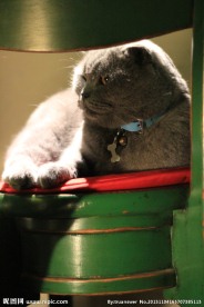 宠物猫