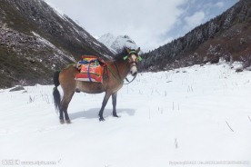 雪中的马儿