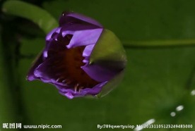 花朵视频素材