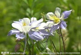 花朵视频素材