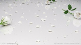 玫瑰花视频素材