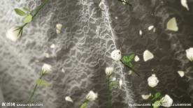 玫瑰花视频素材
