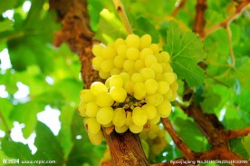 葡萄