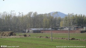 麦田 树林