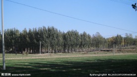 麦田 树林