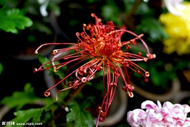 菊花