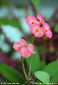 刺梅花