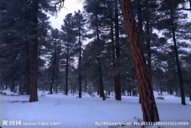 森林雪景视频素材