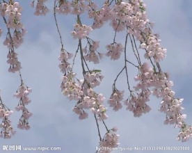 樱花盛开视频素材