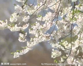 樱花盛开视频素材