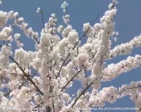 樱花盛开视频素材
