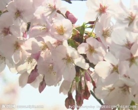 樱花盛开视频素材