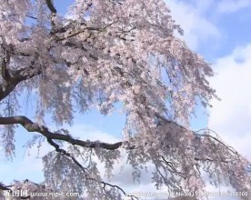 樱花盛开视频素材
