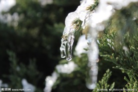 雪松