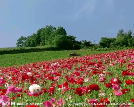 花朵视频素材