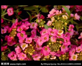 花朵视频素材