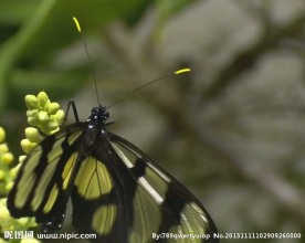 蝴蝶视频素材