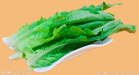 麦菜 油麦菜