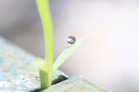 青草水滴