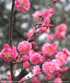 红梅花