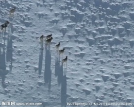 西藏盘羊视频素材