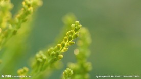 绿色植物