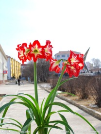 朱顶红花