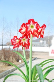 朱顶红花