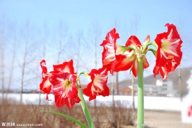 朱顶红花