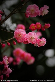 红梅