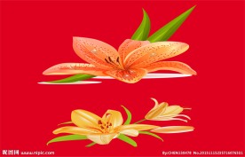 百合花图片
