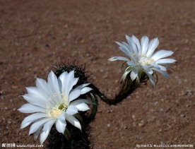 仙人球花