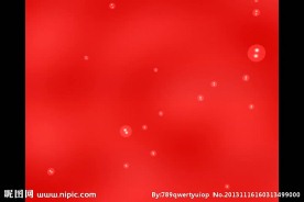 婚礼视频素材
